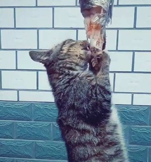 农村土猫偷吃主人挂在绳子上的鱼,身子悬空也要用力吃,笑喷网友