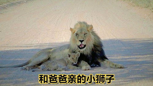 和爸爸亲的小狮子搞笑配音