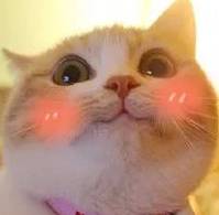 盘点那些经典动漫里的猫咪它们的品种你都猜对了没