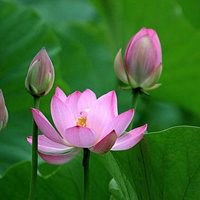 微信头像中年女性花朵微信头像图片大全