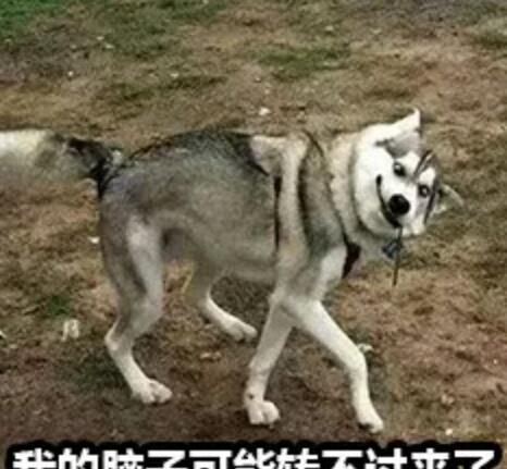 想养一只狗我怕你承受不了它的沙雕,先看看这15张搞笑图片吧