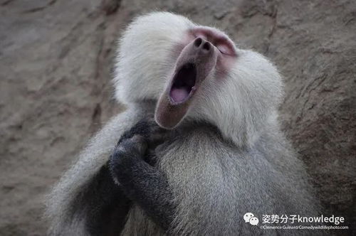 动物保护网易订阅