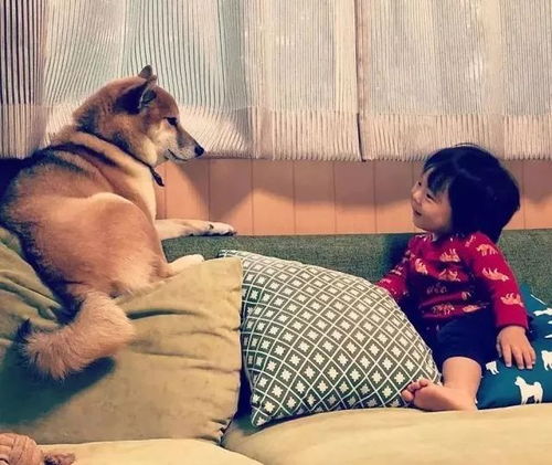 一组暖心照爆红ins,这只柴犬宠物对小主人的宠爱,超暖心