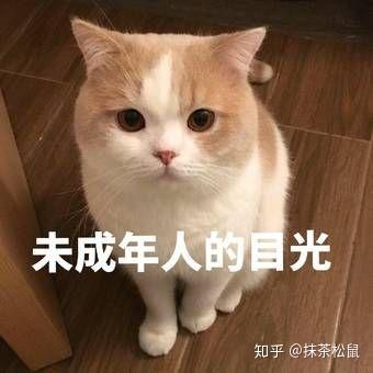 哪位好心人能送我以下猫猫的相关表情图片