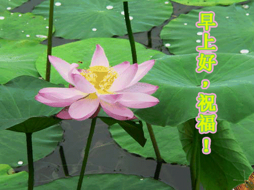 微信早上好动态表情早上鲜花问候表情图片