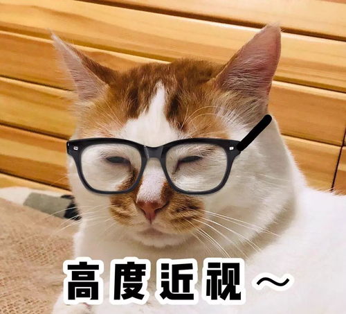 猫咪表情包合集两眼一闭,当你放屁养猫