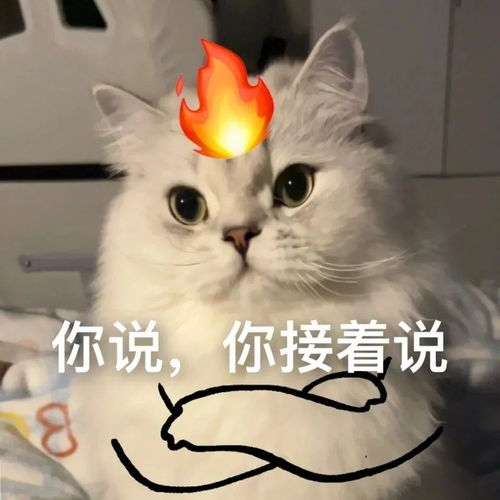 英子宠物亿丢丢实用猫咪表情包
