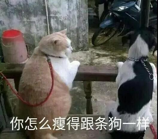 让人笑到肚子疼的段子图片十六