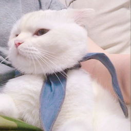超可爱猫咪图片萌萌哒高清大全又萌又搞笑的猫咪图片