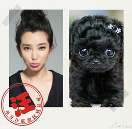 组图李冰冰模仿狗狗表情搞怪笑侃仍是单身汪