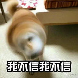 表情包麻将1万