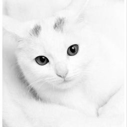 唯美卡通猫头像大图最好是白色的丶有水彩画的感觉的