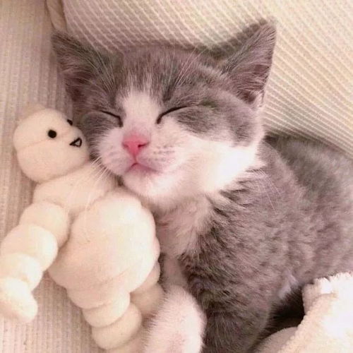 可爱情侣头像卡通猫咪宁真