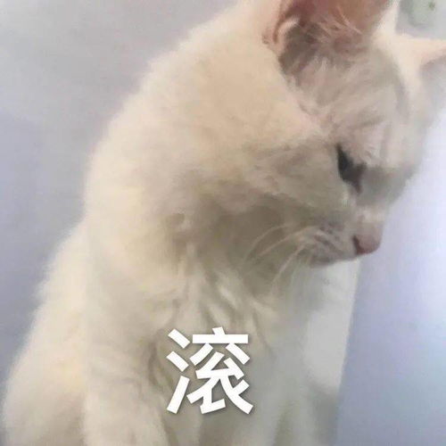 聊天斗图表情包丨甜心我来啦