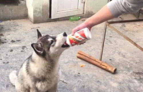 二哈看见主人在喝酒,激动上前讨喝,几分钟后醉态笑疯在场人