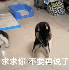 沙雕表情包大全,猫咪可爱表情包动态罗文姬表情包表情包