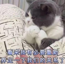 熊猫头斗图表情年纪轻轻,就知道用脸吓唬人了