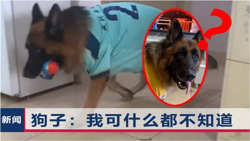 一网红狗狗被官方警告生而为狗活得像人,这次栽在一细节上