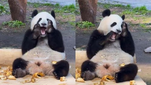大熊猫莽小五吃笋笋塞牙,一通操作卡出表情包,画面好笑又心疼