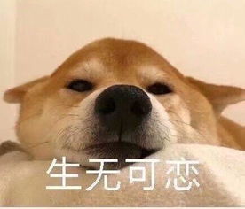 狗年摸狗头,万事不用愁搜狐搞笑搜狐网
