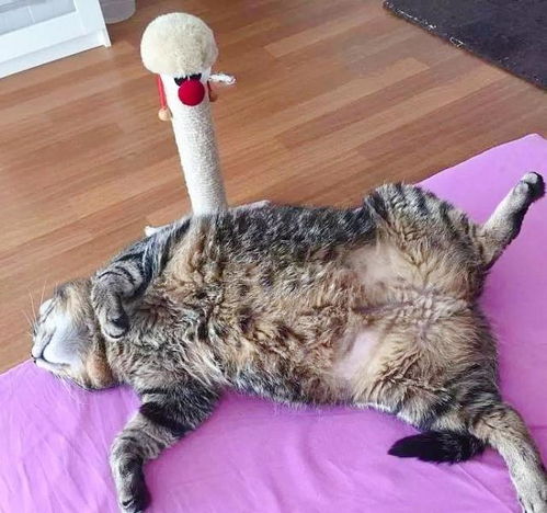 看到这些胖猫,我想跟橘猫道歉了,原来胖猫不止是你
