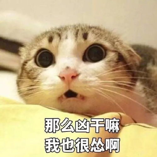 猫咪表情包第二波丨美丽的皮囊and有趣的灵魂,朕都有