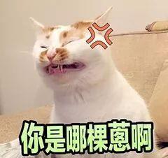 做到下面九点,教铲屎官如何俘获高冷猫咪的心