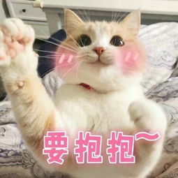 猫猫可爱表情包