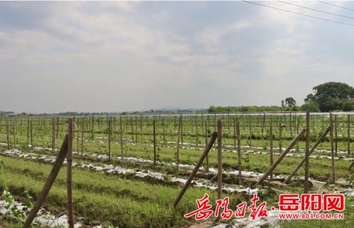 反租倒包让罗江镇石仑山村变了样