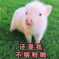 可爱萌萌哒的精致小猪猪微信恶搞表情包合集