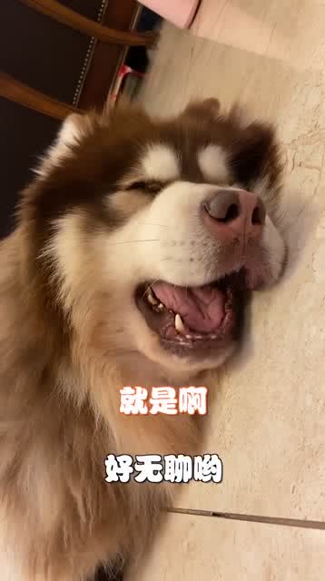 主人无聊在阿拉斯加面前唱歌,狗狗的反应让人忍俊不禁