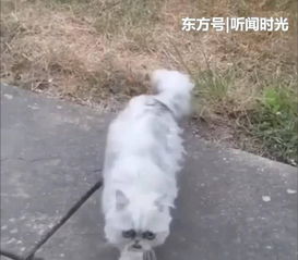美国怪猫表情搞笑眼神忧伤酷似老奶奶,红遍网络已有9万粉丝