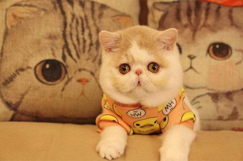 加菲猫我真正的名字,估计10个人,至少8个不知道