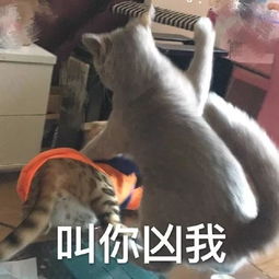 沙雕网友们的沙雕表情包