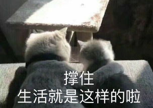 这群失婚男明星,拍了一档史上最丧真人秀