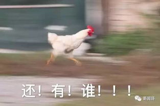 鸡年当然要用鸡的表情包啊有了这些图,新一年斗图王者就是你