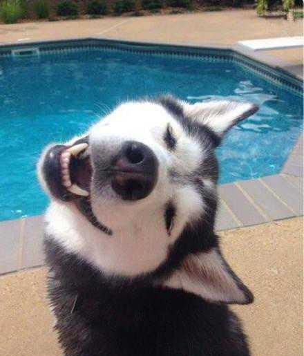 在空气中学游泳的柴犬,不停划啊划啊,我能笑一天