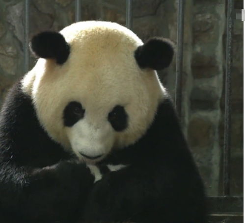 头像妈妈大熊猫
