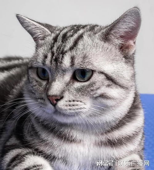 美国短毛猫是什么猫怎么喂养