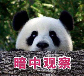 揣手熊猫走红还被坏人做成了各种表情包