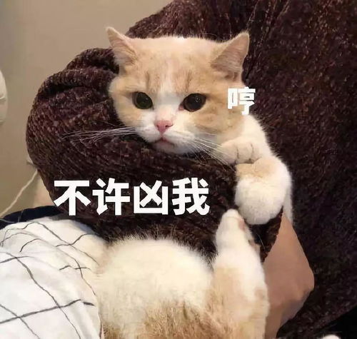 不用打字就可以聊天的图片