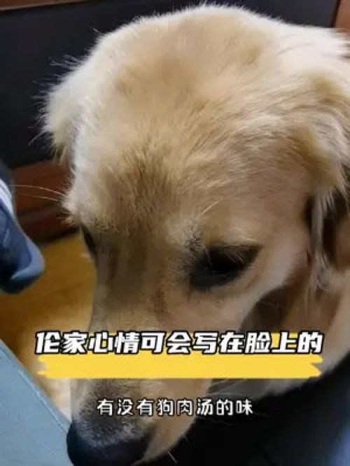元宝今天几个表情可以收包呢萌宠金毛元宝搞笑创作灵感