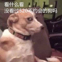 看什么看,没见过520不约会的狗吗