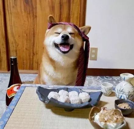 柴犬berry光鲜的一面好萌,好治愈的笑容