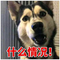金毛妈妈出门,留下一堆小奶狗给二哈,看到二哈的表情瞬间笑喷