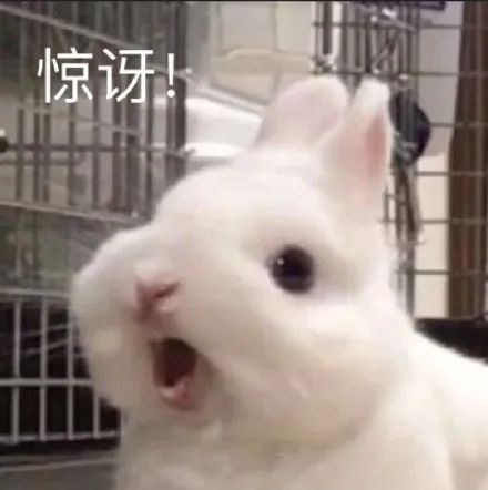 搞笑沙雕动态表情包gif猫咪