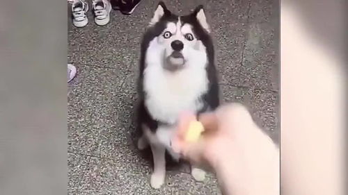 动物大型翻车现场搞笑动物合集沙雕猫咪搞笑狗子