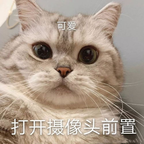 可爱又搞笑的沙雕表情包