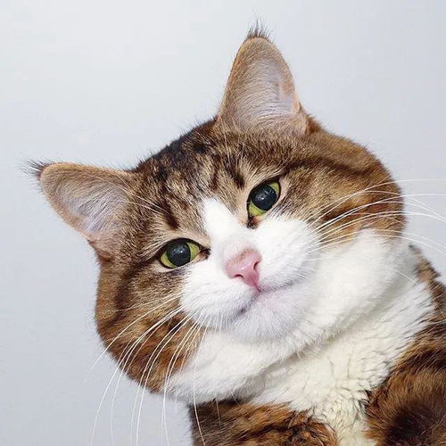 哈哈哈不行了,这是我吸过最逗的猫