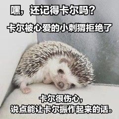 表情包丨这是最全卡尔小刺猬